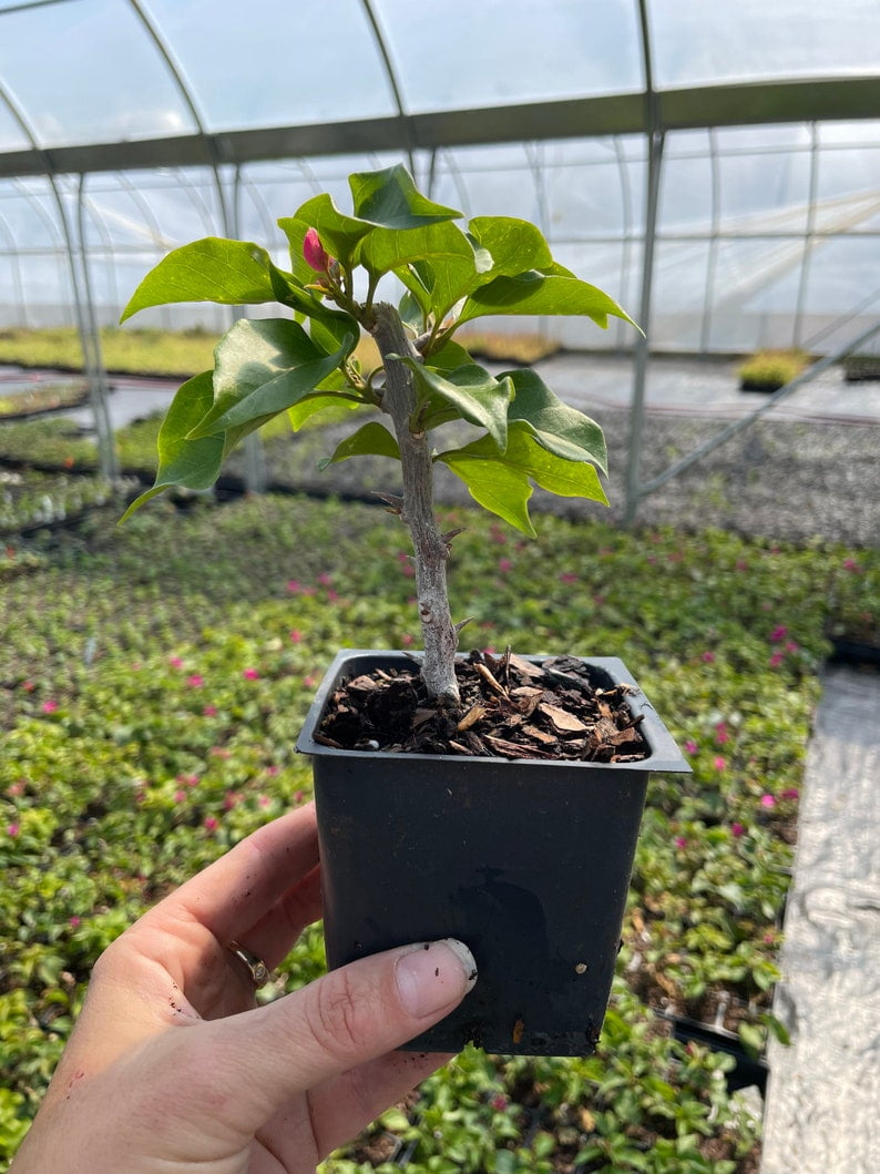 2 Bougainvillea – ‘Royal Purple’ in 4 inch pots