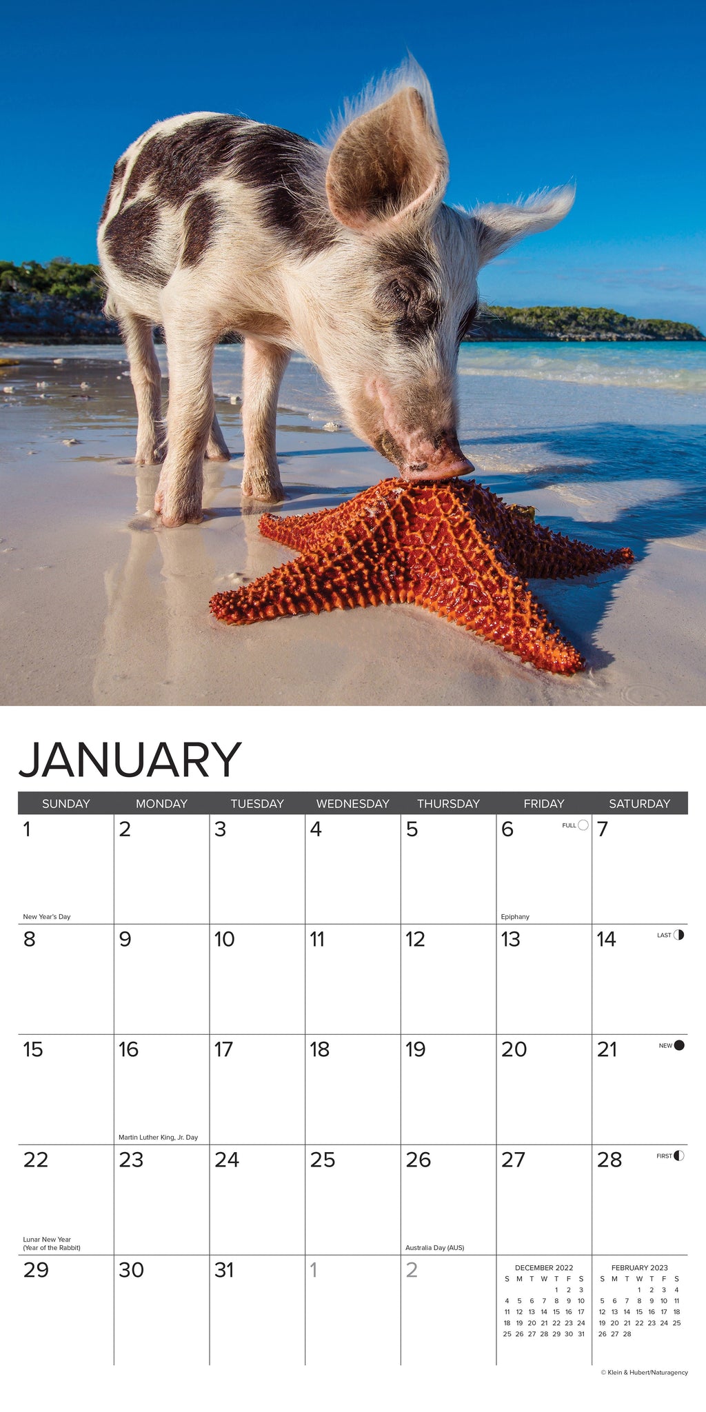12 Little Piggies 2023 Wall Calendar