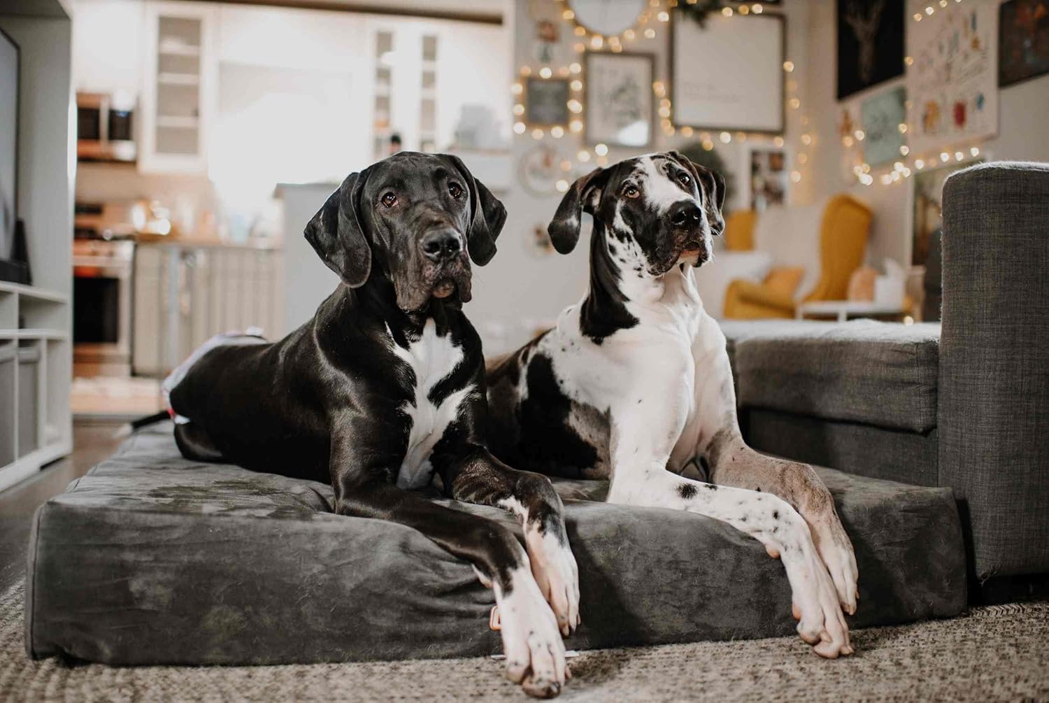Fashion oversized dog bed (XL size, dark gray) - Thickness 7 inches, soft and comfortable, ergonomic cushion - Oversized dog bed - Durable and washable microfiber cover