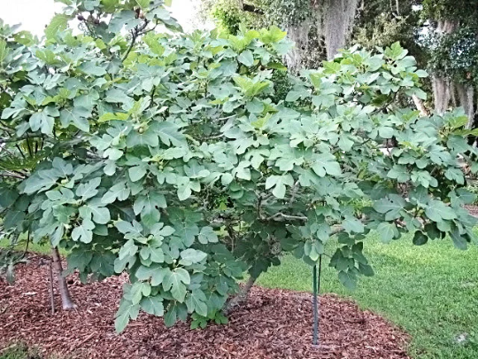 2 Celeste Fig ‘Sugar Fig’ Plants in 4′ Pots